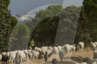 Sheep and goats arrive ahead of the 2025 XXXII Transhumance Festival in Madrid