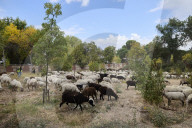 Sheep and goats arrive ahead of the 2025 XXXII Transhumance Festival in Madrid