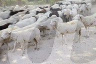Sheep and goats arrive ahead of the 2025 XXXII Transhumance Festival in Madrid
