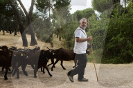 Sheep and goats arrive ahead of the 2025 XXXII Transhumance Festival in Madrid