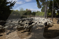 Sheep and goats arrive ahead of the 2025 XXXII Transhumance Festival in Madrid