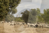 Sheep and goats arrive ahead of the 2025 XXXII Transhumance Festival in Madrid