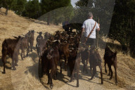 Sheep and goats arrive ahead of the 2025 XXXII Transhumance Festival in Madrid