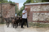 Sheep and goats arrive ahead of the 2025 XXXII Transhumance Festival in Madrid