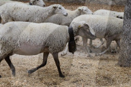 Sheep and goats arrive ahead of the 2025 XXXII Transhumance Festival in Madrid