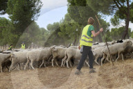 Sheep and goats arrive ahead of the 2025 XXXII Transhumance Festival in Madrid