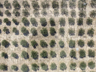 Olive Grove In Crete Island