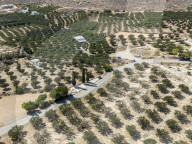 Olive Grove In Crete Island