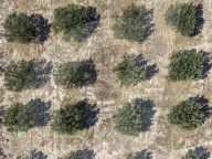 Olive Grove In Crete Island