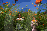 Farmers In Nepal Go Busy Plucking Marigold Flowers For Tihar
