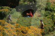 Farmers Harvest Marigold Flowers For Tihar Festival In Kathmandu, Nepal 