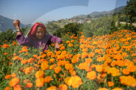 Farmers Harvest Marigold Flowers For Tihar Festival In Kathmandu, Nepal 
