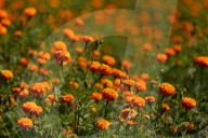 Florists Go Busy Plucking “Tagetes Erecta Linn” Commonly Called Marigold For Hindu Festival Tihar/ Diwali