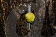 Kanneliya Rainforest In Sri Lanka