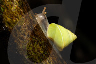 Kanneliya Rainforest In Sri Lanka