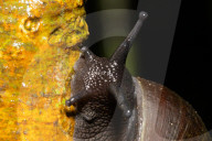 Kanneliya Rainforest In Sri Lanka