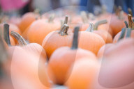 Annual Pumpkin Festival Warsaw