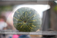 Annual Pumpkin Festival Warsaw