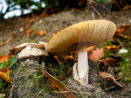 Mushroom Season Has Started In The Netherlands.