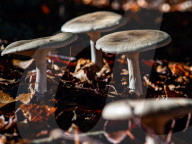 Mushroom Season Has Started In The Netherlands.