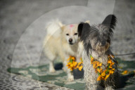 Kukur Puja Or Dog Festival Celebrated In Nepal