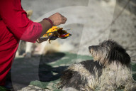 Kukur Puja Or Dog Festival Celebrated In Nepal
