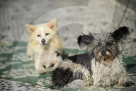 Kukur Puja Or Dog Festival Celebrated In Nepal