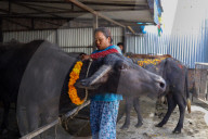 Nepal Worship Cow And Oxen