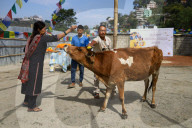 Nepal Worship Cow And Oxen