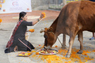 Nepal Worship Cow And Oxen