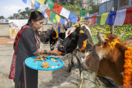 Nepal Worship Cow And Oxen