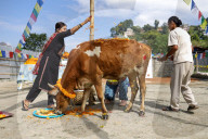 Nepal Worship Cow And Oxen