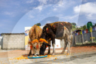 Nepal Worship Cow And Oxen
