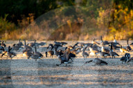 Canada Geese At The Oxbow Nature Conservancy