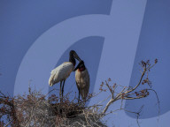 Jabiru Mating In The Brazilian Pantanal