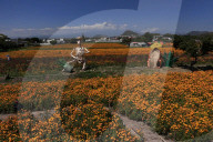 Monumental Cardboard Catrinas Exhibition For Dia De Muertos Celebrations