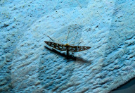 Nausinoe Perspectata - Family Crambidae - Host Plant Jasmine