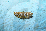 Nausinoe Perspectata - Family Crambidae - Host Plant Jasmine