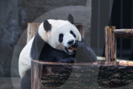 Chongqing Zoo Giant Panda