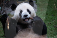 Chongqing Zoo Giant Panda