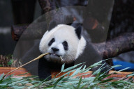 Chongqing Zoo Giant Panda
