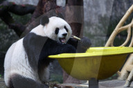 Chongqing Zoo Giant Panda