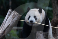 Chongqing Zoo Giant Panda