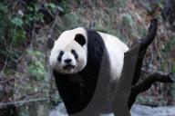 Chongqing Zoo Giant Panda