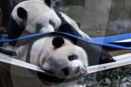 Chongqing Zoo Giant Panda