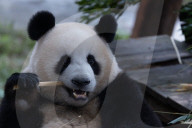 Chongqing Zoo Giant Panda