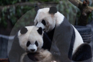 Chongqing Zoo Giant Panda