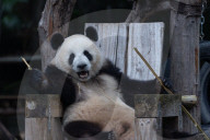 Chongqing Zoo Giant Panda