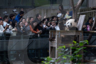 Chongqing Zoo Giant Panda