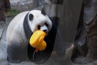 Chongqing Zoo Giant Panda
